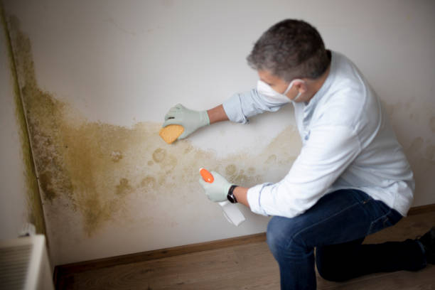  Holiday City South, NJ Mold Removal Pros